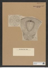 Aulacodiscus formosus Arn. (de-Toni-Nr.: Genus 182, Species 4536) Zeichnungen Sammlung Grunow Nr. 8133 (NHMW-BOT-W0377486)